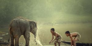 Traveling to Cambodia with your pet