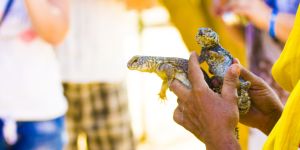 Voyager en Tunisie avec son animal de compagnie
