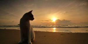 Moving with your pet to Malaysia