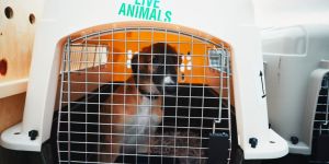 Voyager avec un animal de compagnie au Vietnam