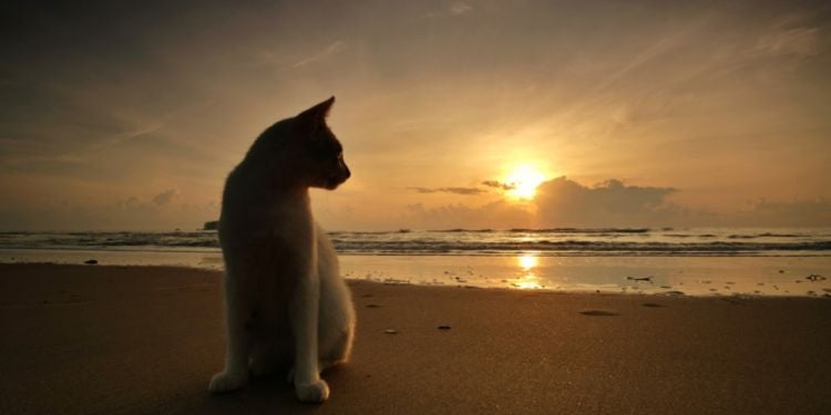 chat sur la plage