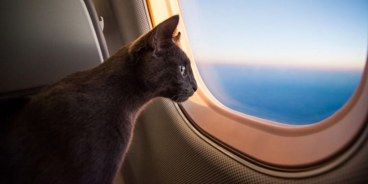 chat en voyage