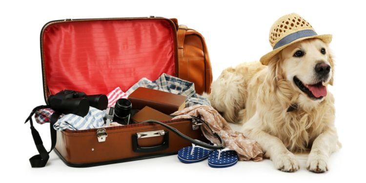 pet travel belgium