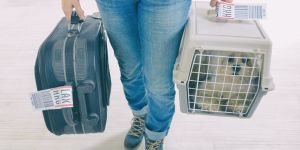 Mudarse a los Emiratos Árabes Unidos con su mascota