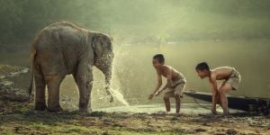 Voyager au Cambodge avec son animal de compagnie
