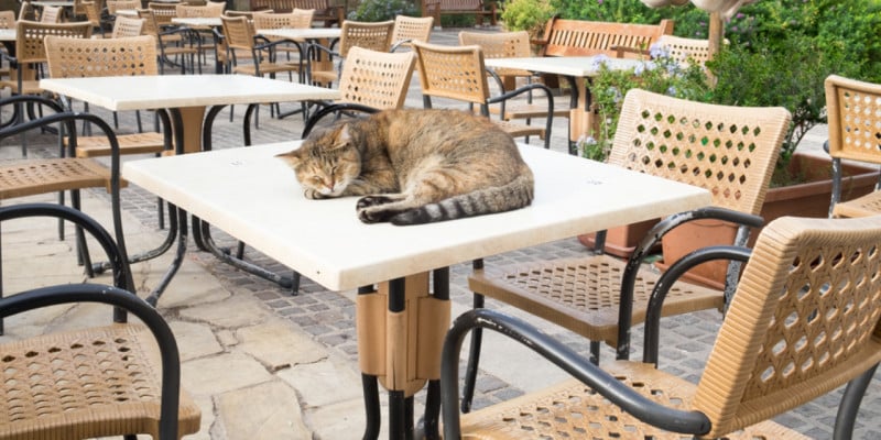 animaux de compagnie