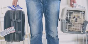 Voyager aux Philippines avec son animal de compagnie