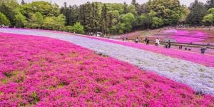 Finding a job in Saitama