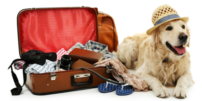 animal de compagnie