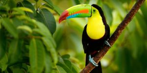 Voyager et séjourner au Costa Rica