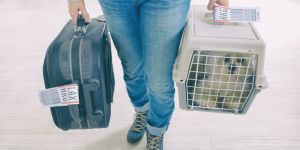 Voyager avec son animal de compagnie en Écosse