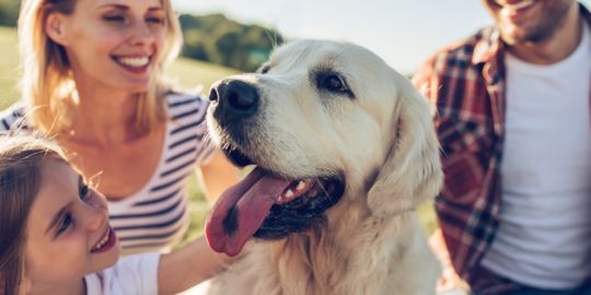 Partir avec son animal de compagnie à l'île Maurice