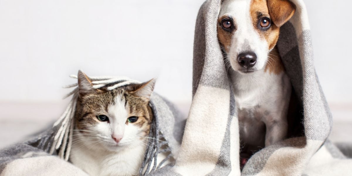 Moving with your pet to Thailand