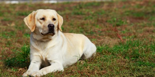 Mudarse a Inglaterra con una mascota