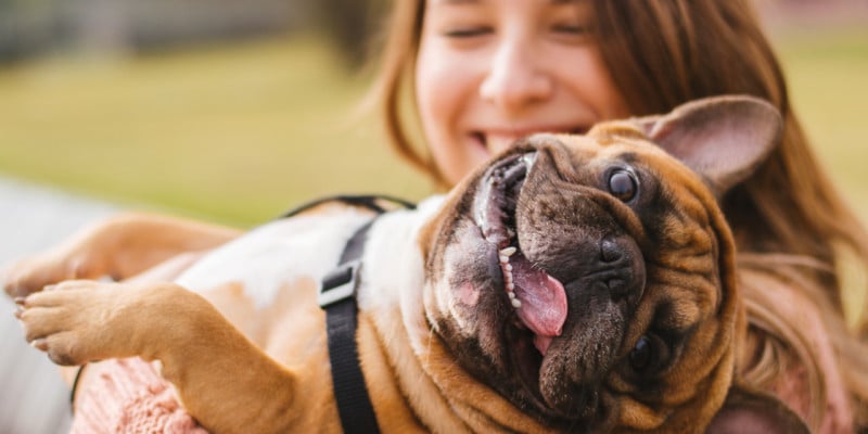Travelling to South Africa with your pet