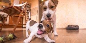 Relocating to New Zealand with your pet