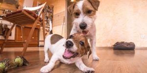 S'expatrier en Nouvelle-Zélande avec un animal de compagnie