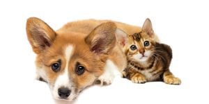 Moving to Ireland with your pet