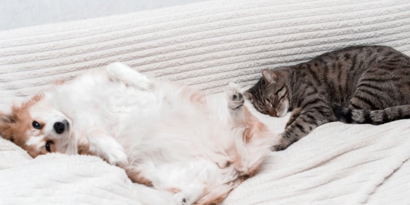 Moving to Sweden with your pet