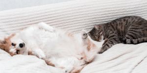 Moving to Sweden with your pet