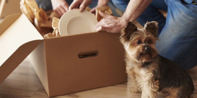 Travelling to Romania with your pet