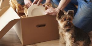 Travelling to Romania with pets