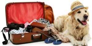 Déménager en Suisse avec son animal de compagnie