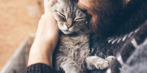 S'expatrier en Hongrie avec son animal de compagnie