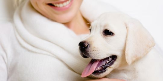 Traveling to Algeria with your pet