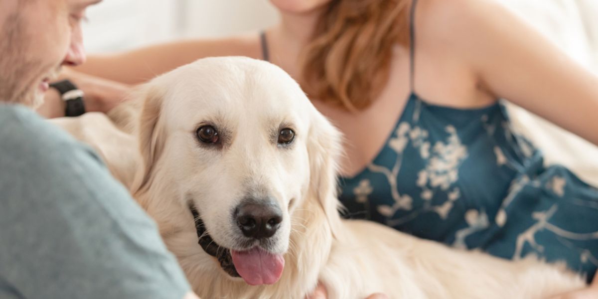 Voyager avec son animal de compagnie à Madagascar