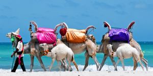 Trovare un lavoro in Tunisia