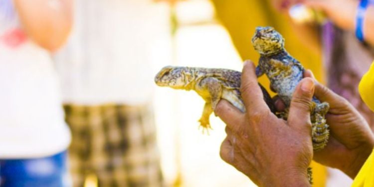 Traveling to Tunisia with your pet