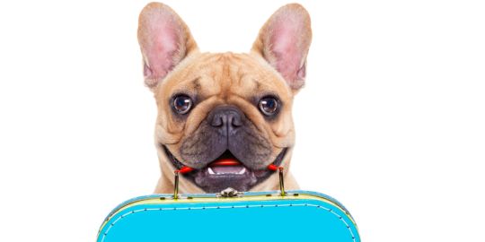 Viajar a Alemania con tu mascota
