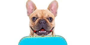 Voyager avec un animal de compagnie en Allemagne