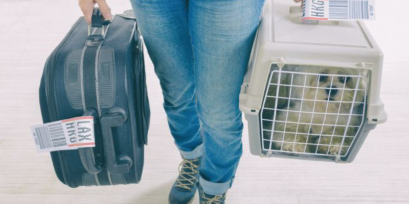 Moving with your pets to Scotland