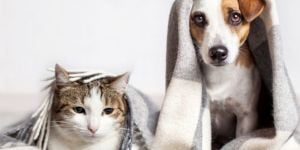 Voyager avec son animal de compagnie en Équateur