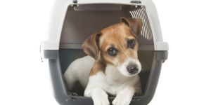 Voyager au Brésil avec son animal de compagnie