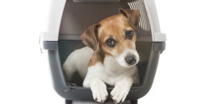 Moving with your pets to Brazil