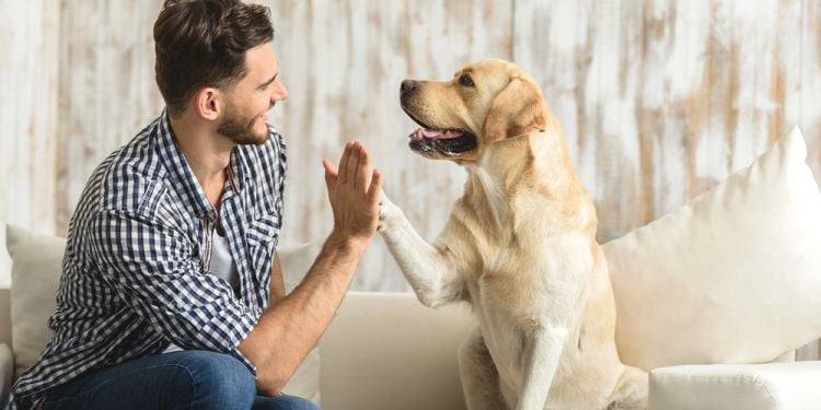 Apporter son animal de compagnie &#224; Duba&#239;