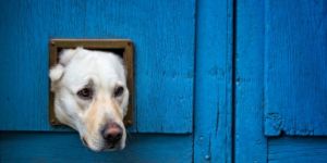 Viajar a Francia con una mascota