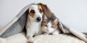 Viajar a Alemania con tu mascota