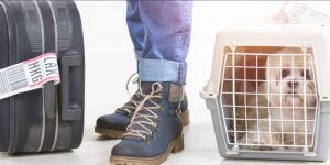 Trasladarse a los Países Bajos con mascota