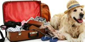 Mudarse a Japón con su mascota