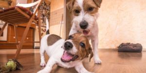 Mudarse a Nueva Zelanda con tu mascota