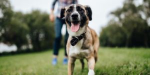 Viajar a Luxemburgo con tu mascota 