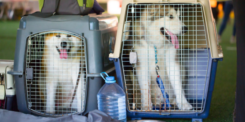 dogs