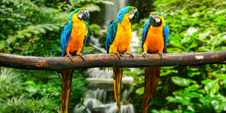 Macaw birds