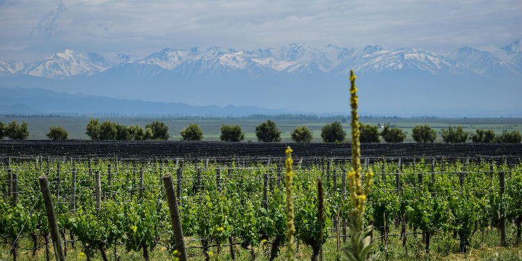 Leisure in Mendoza