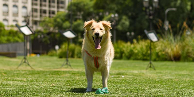 dog and suitcase