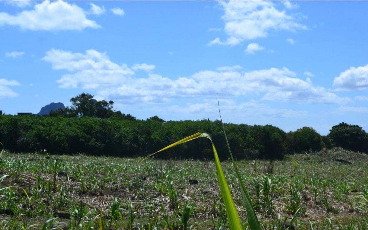 A vendre beau terrain À l'Île maurice, Terrain à vendre Vacoas, plaines wilhems Ile Maurice